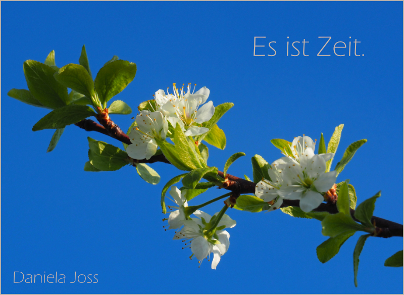 Mirabellenblüten als Titelbild des Gartenjahres 2012 von Daniela Joss