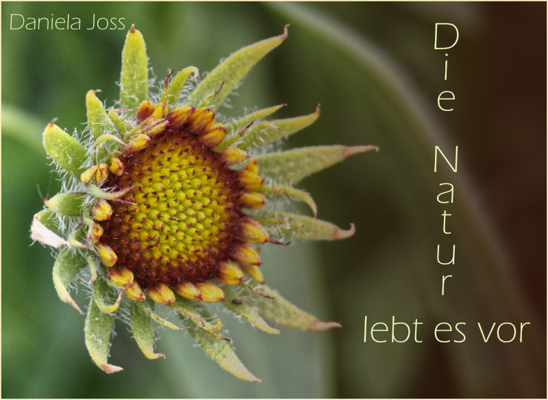 Daniela Joss - Garten 2021