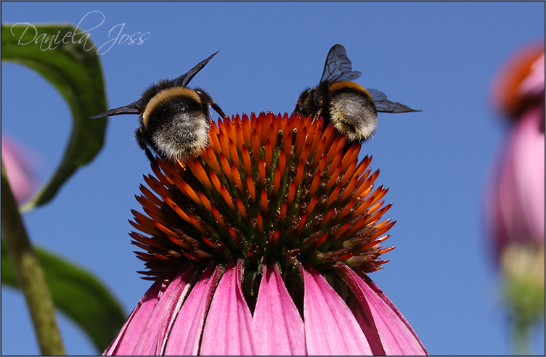 Hummeln (Bombus) auf einem Purpur-Sonnenhut (Echinacea purpurea), fotografiert von Daniela Joss