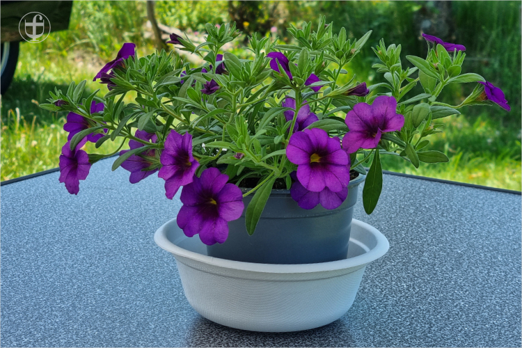 Petunia, Zauberglöckchen auf dem Tisch von Daniela Joss