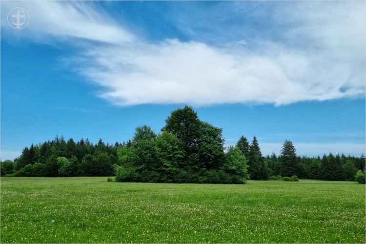 Feld und Wald von Daniela Joss
