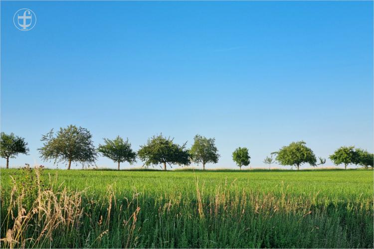 Aussicht über das grüne hohe Gras zur Baumallee von Daniela Joss