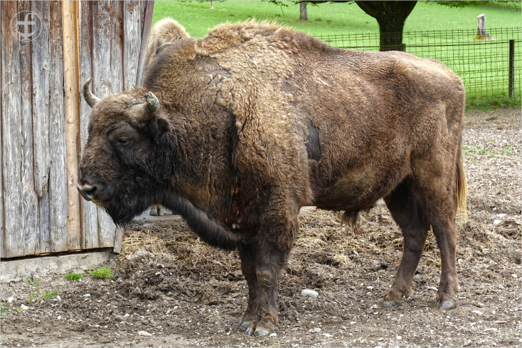 Wildpark - Allensbach - Daniela Joss