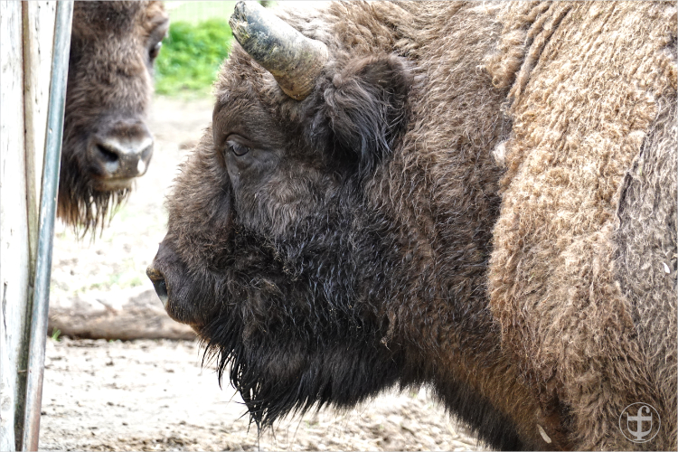 Wildpark - Allensbach - Daniela Joss