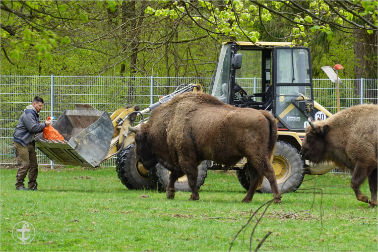 Wildpark - Allensbach - Daniela Joss