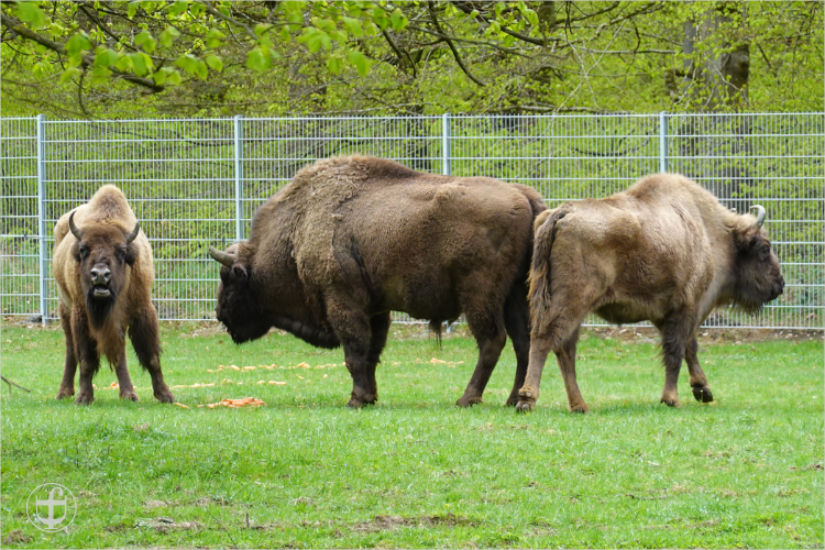 Wildpark - Allensbach - Daniela Joss
