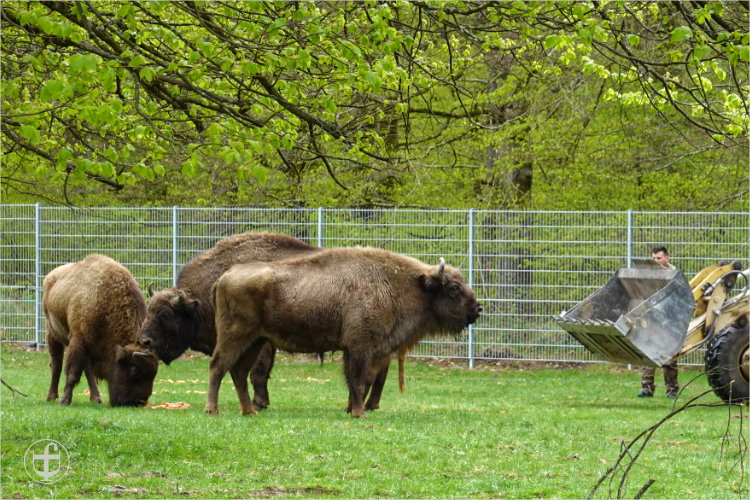 Wildpark - Allensbach - Daniela Joss