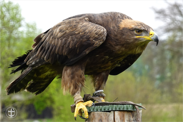 Wildpark - Allensbach - Daniela Joss