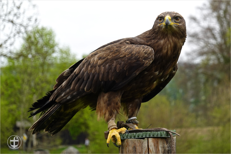 Wildpark - Allensbach - Daniela Joss