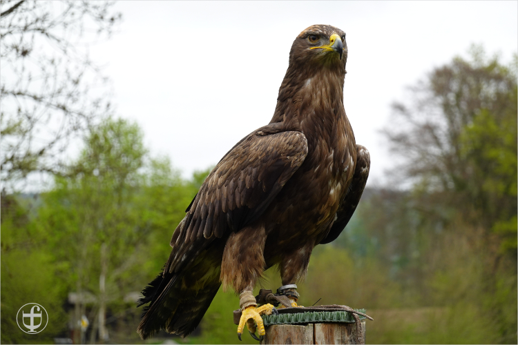 Wildpark - Allensbach - Daniela Joss