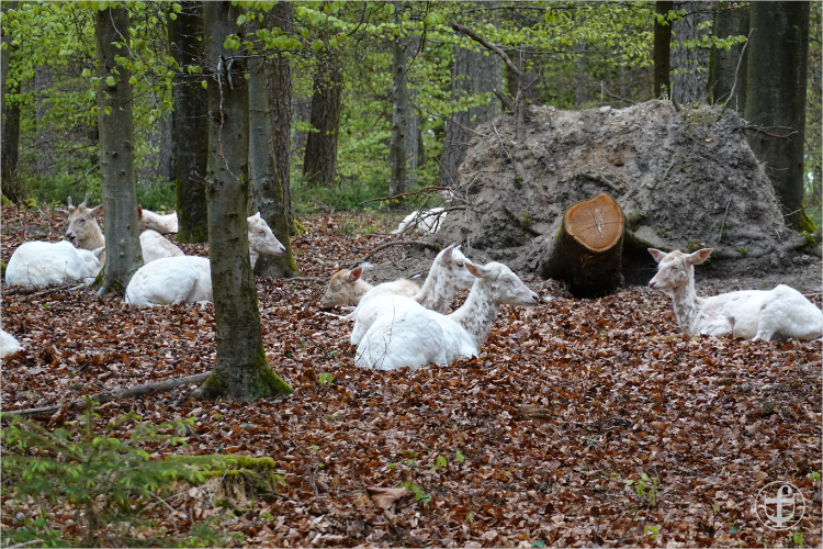 Wildpark - Allensbach - Daniela Joss