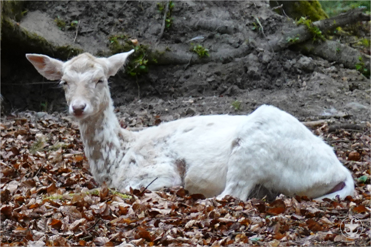 Wildpark - Allensbach - Daniela Joss