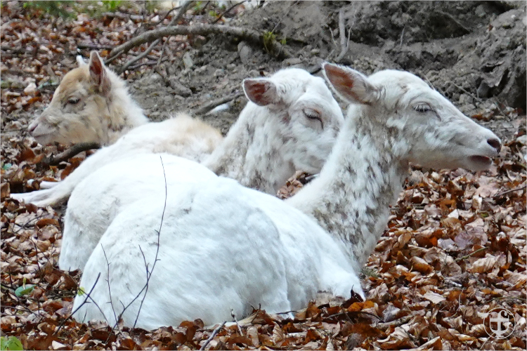 Wildpark - Allensbach - Daniela Joss