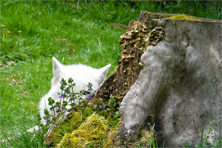 Wildpark - Allensbach - Daniela Joss