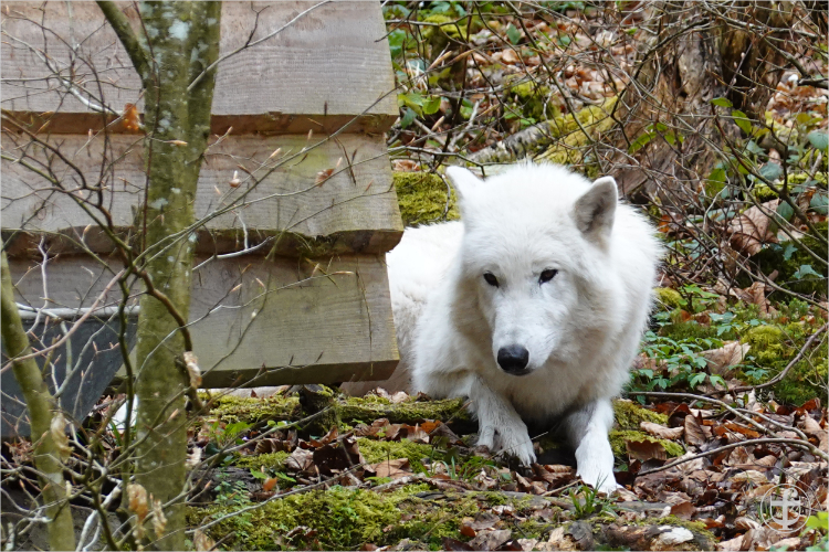 Wildpark - Allensbach - Daniela Joss