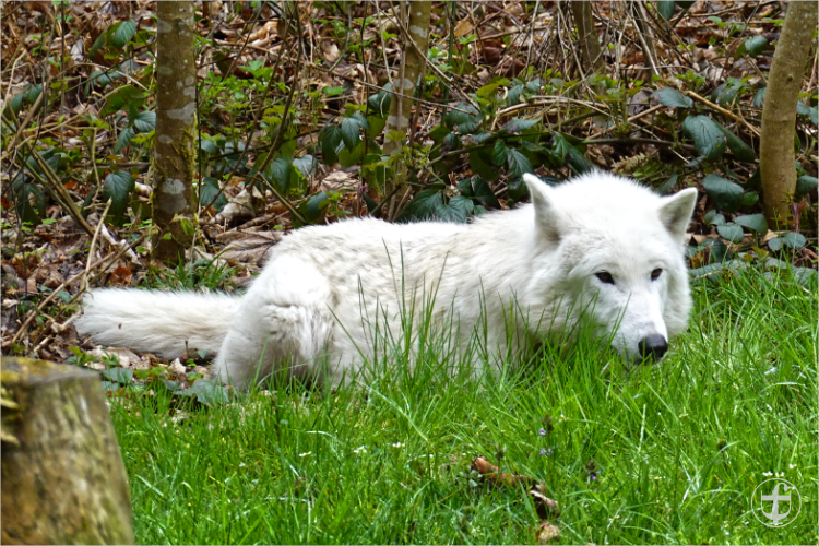 Wildpark - Allensbach - Daniela Joss