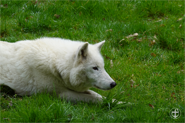 Wildpark - Allensbach - Daniela Joss