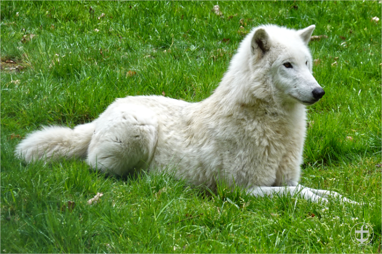 Wildpark - Allensbach - Daniela Joss