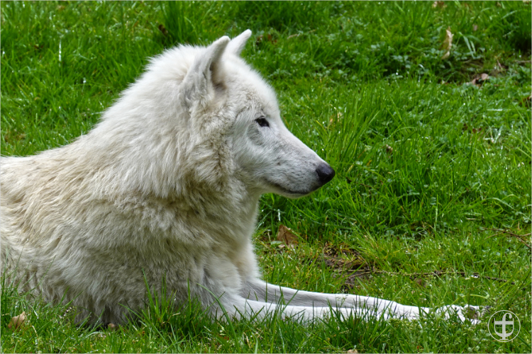 Wildpark - Allensbach - Daniela Joss