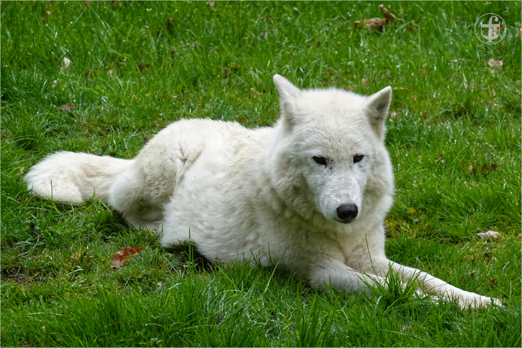 Wildpark - Allensbach - Daniela Joss