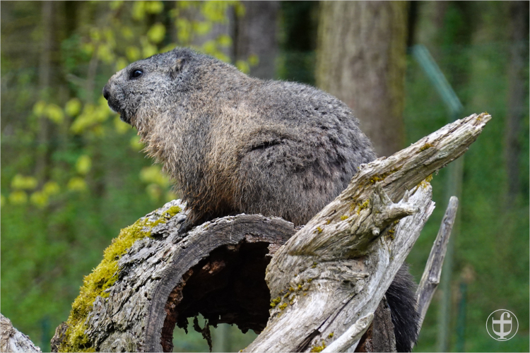 Wildpark - Allensbach - Daniela Joss