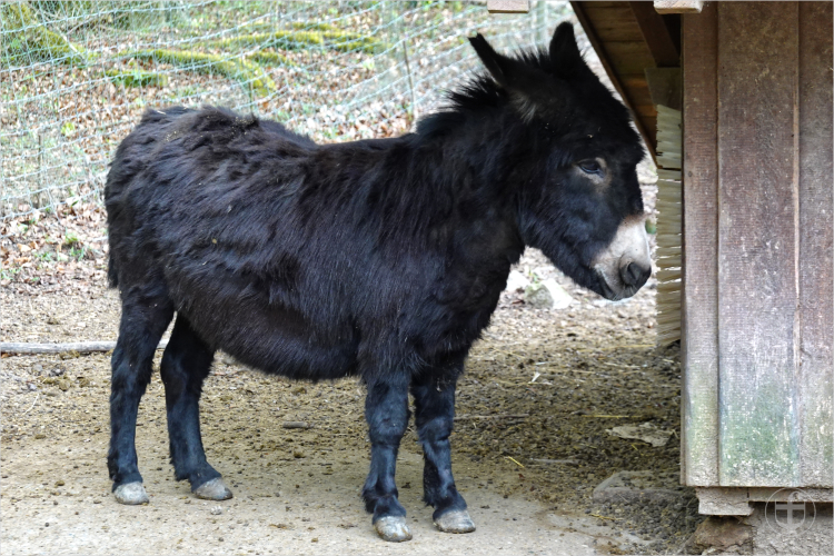Wildpark - Allensbach - Daniela Joss