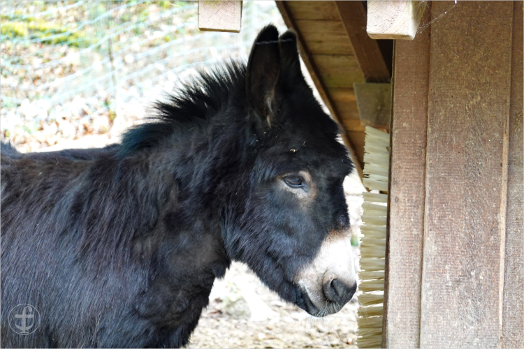 Wildpark - Allensbach - Daniela Joss