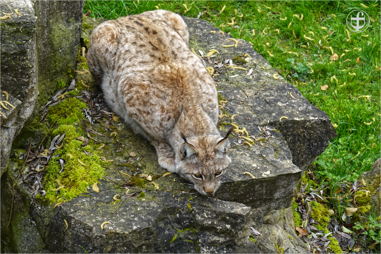 Wildpark - Allensbach - Daniela Joss