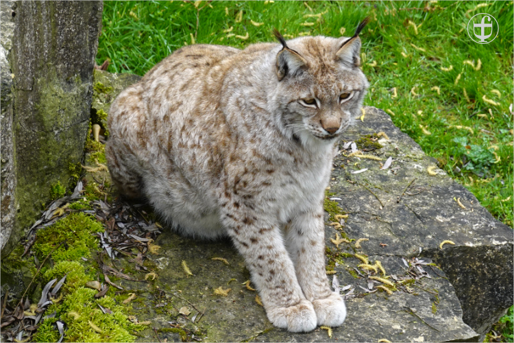 Wildpark - Allensbach - Daniela Joss