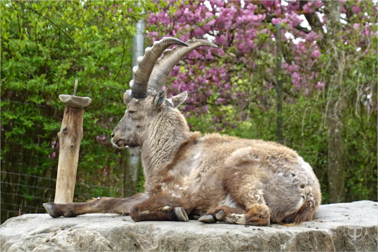 Wildpark - Allensbach - Daniela Joss
