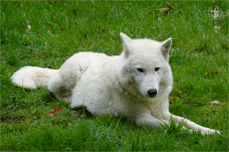 Wildpark - Allensbach - Daniela Joss