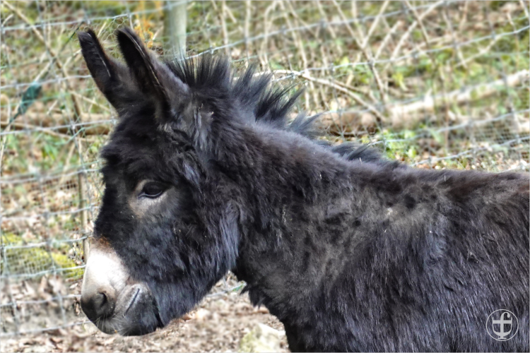 Wildpark - Allensbach - Daniela Joss
