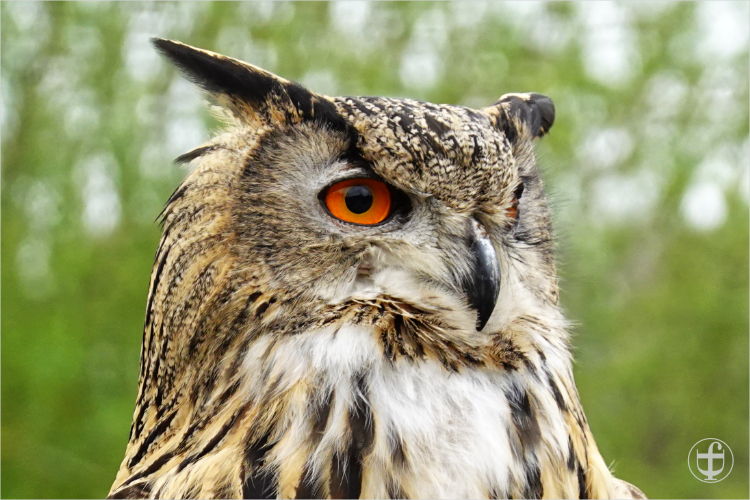 Wildpark - Allensbach - Daniela Joss